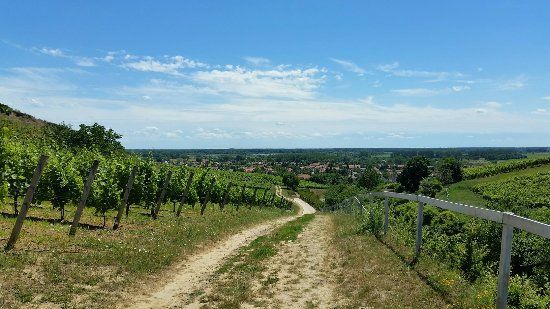 Tokaj Wine Region
