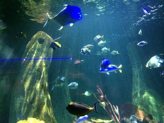 SEA LIFE Bray Aquarium