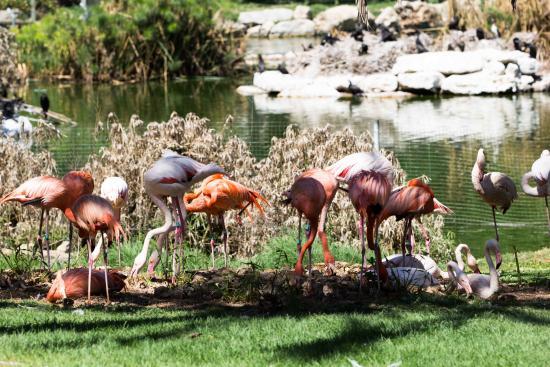 Biblijne zoo w Jerozolimie