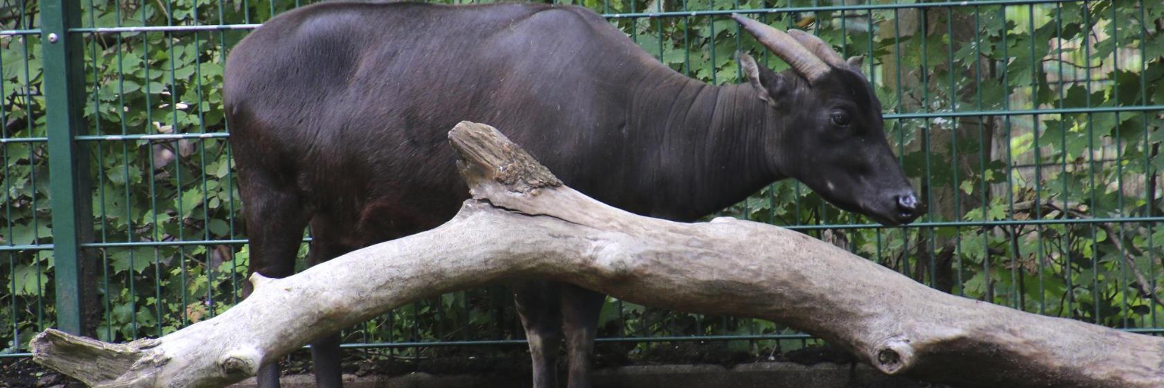 Ogród zoologiczny Ragunan