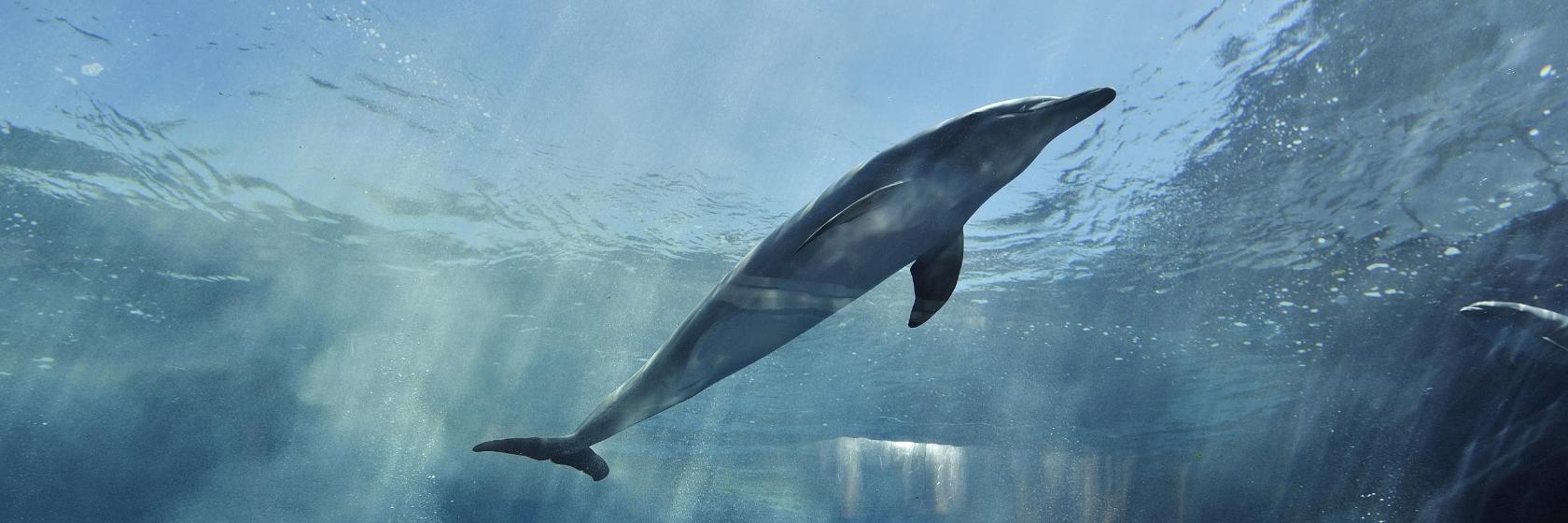 Genueńskie Akwarium