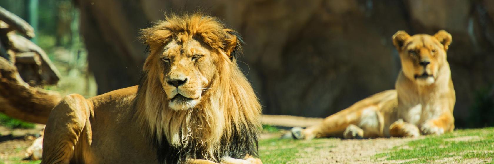 Ogród Zoologiczny w Bazylei