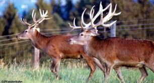 Zoo Alpenwildpark Pfänder