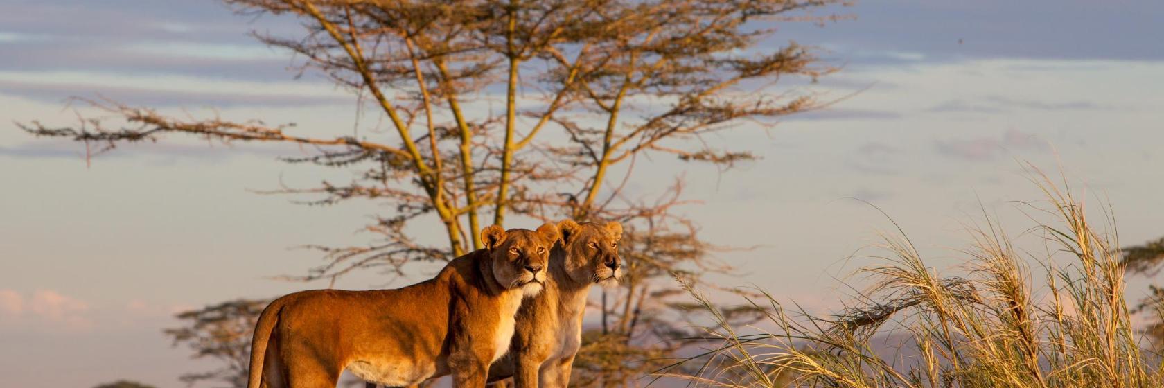 Park Narodowy Serengeti