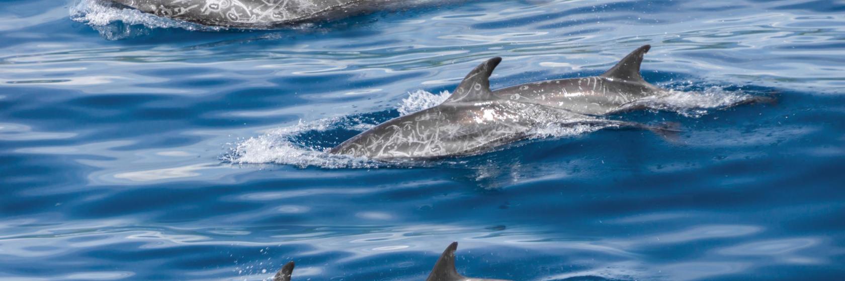 Park rozrywki Dolphin Explorer