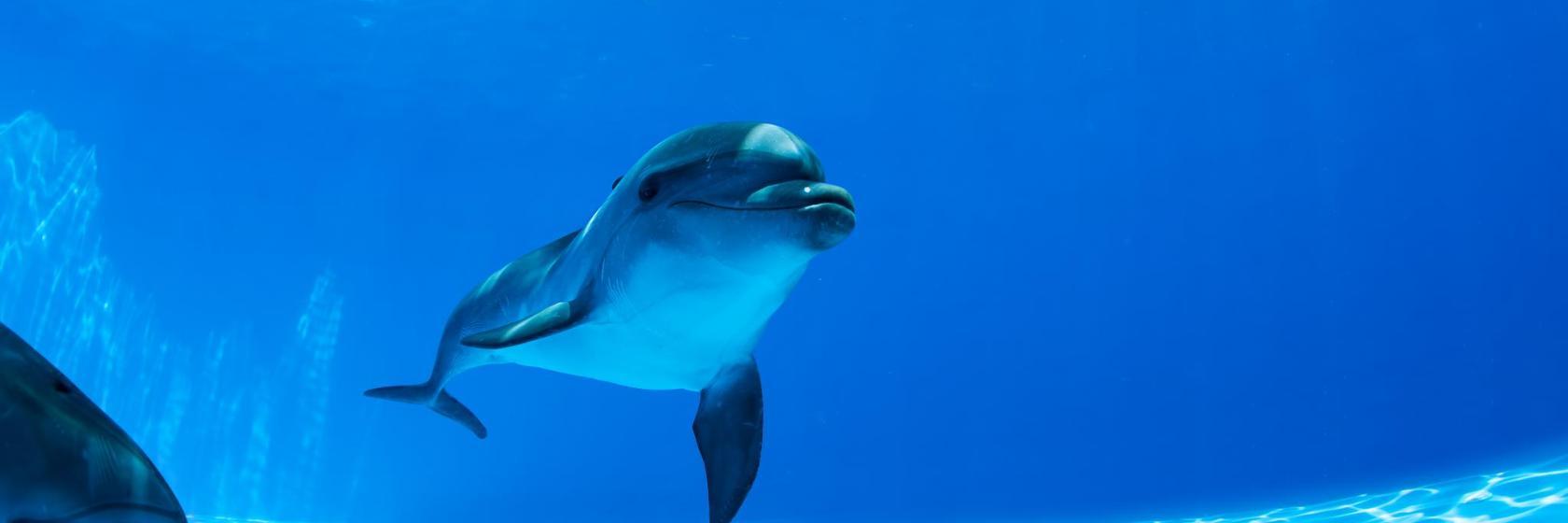 Park rozrywki Dolphin Resort