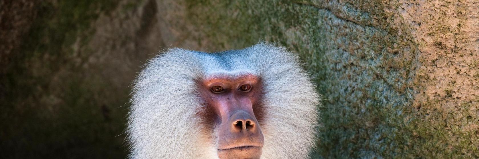 Ogród zoologiczny w Aalborgu