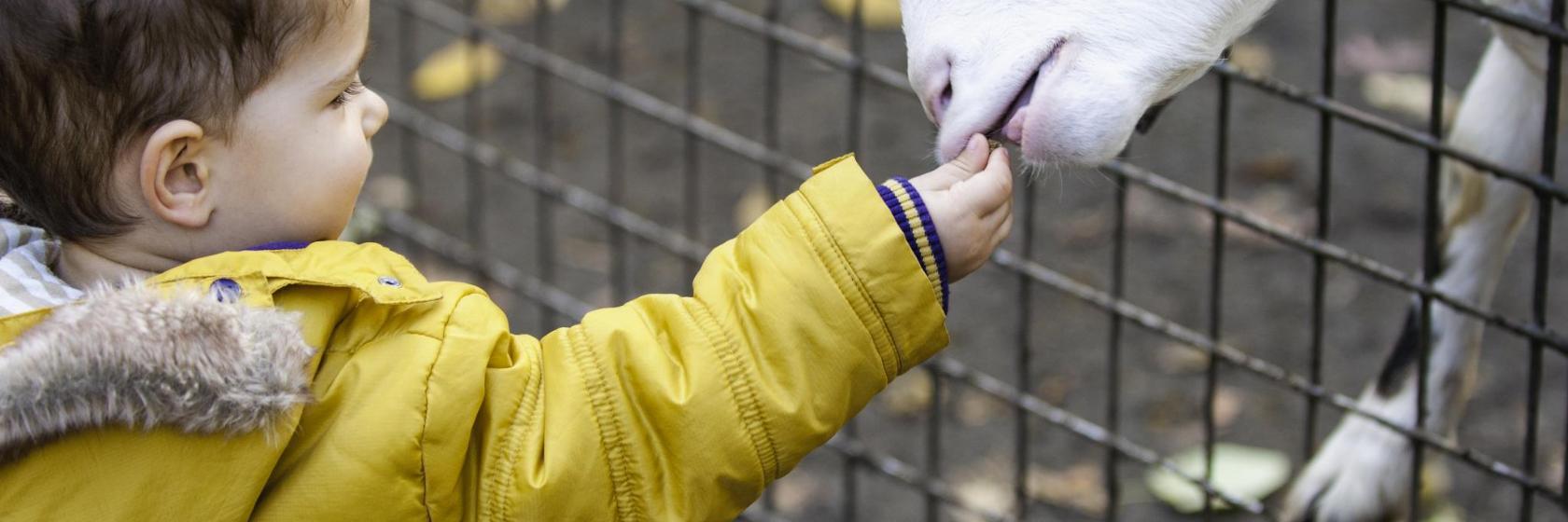 Ogród Zoologiczny w Belgradzie