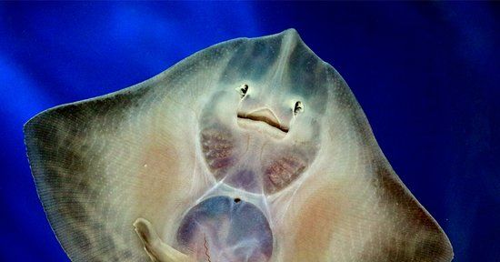 Narodowe Akwarium w Galway