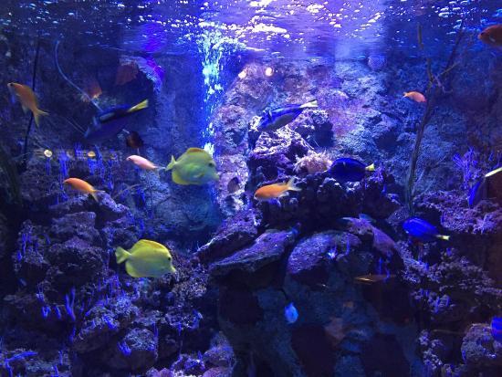 Oceanarium Scheveningen