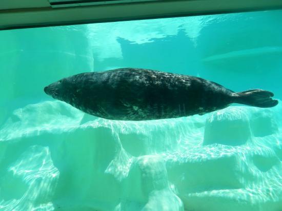 Oceanarium w Biarritz