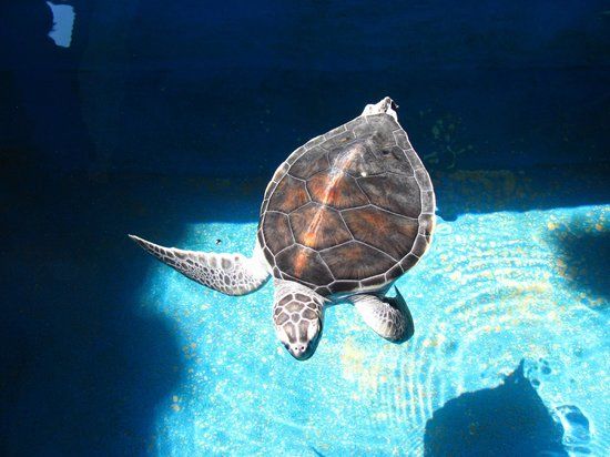 Meksykańskie Centrum Badań nad Żółwiami