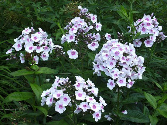 Kurpark Bad Wöerishofen