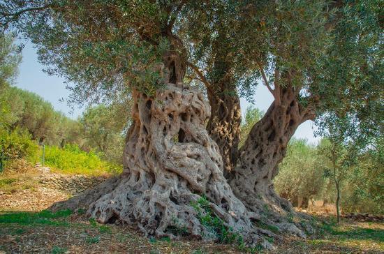 Buzuku Montenegro Olive Oil