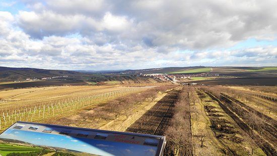 Lookout Mountain Cow
